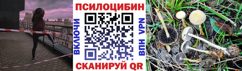 купить наркотик  Солнечногорск  Галлюциногенные грибы Psilocybine cubensis 